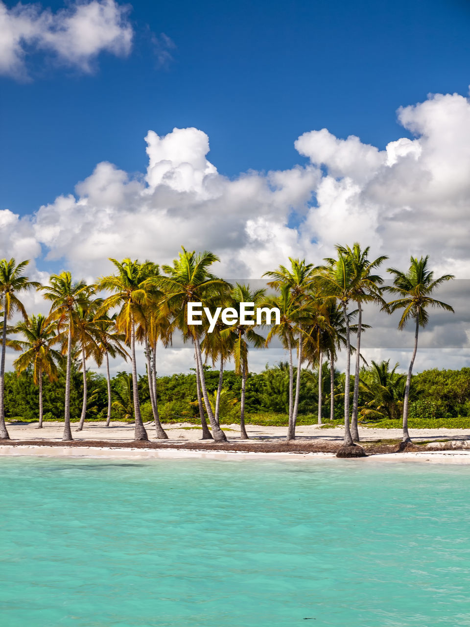 PALM TREES BY SWIMMING POOL AGAINST SEA