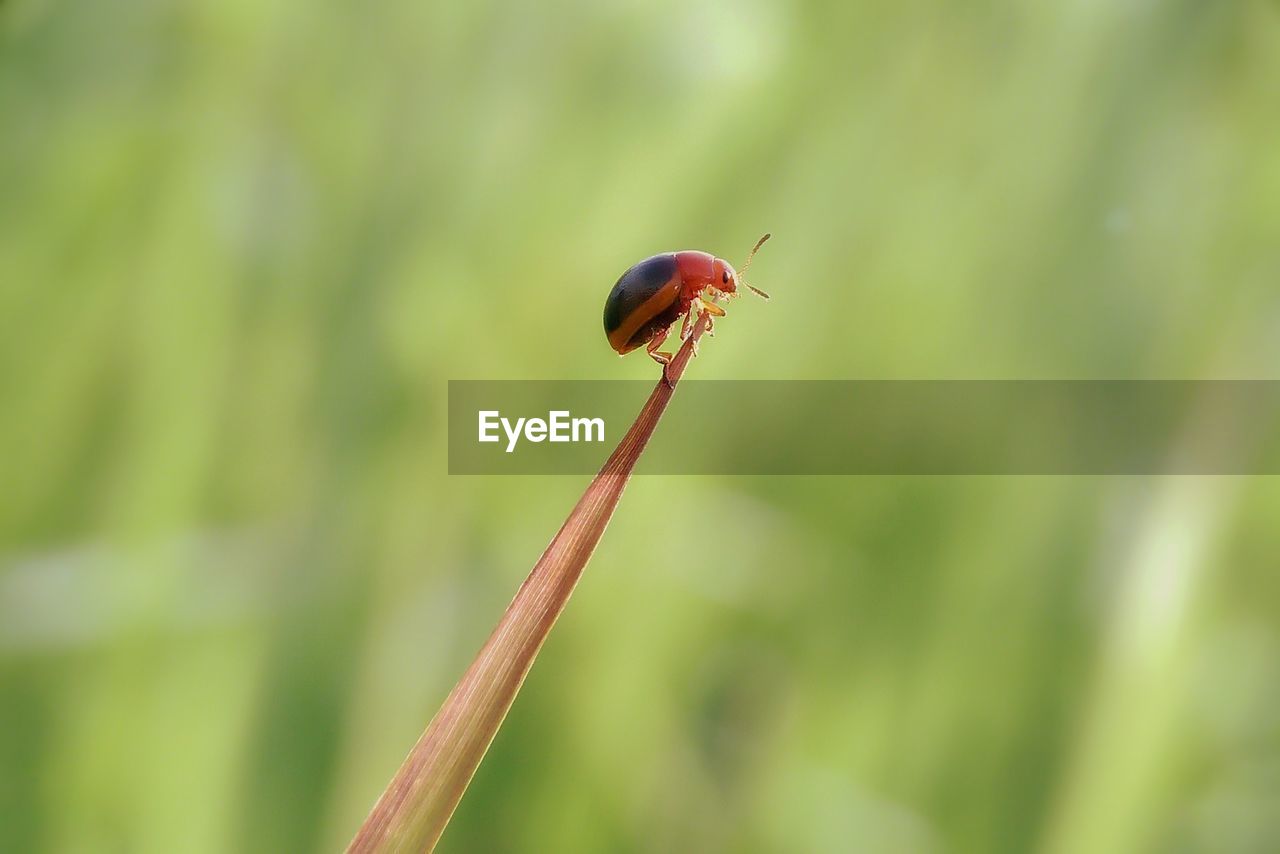 CLOSE-UP OF INSECT ON PLANT