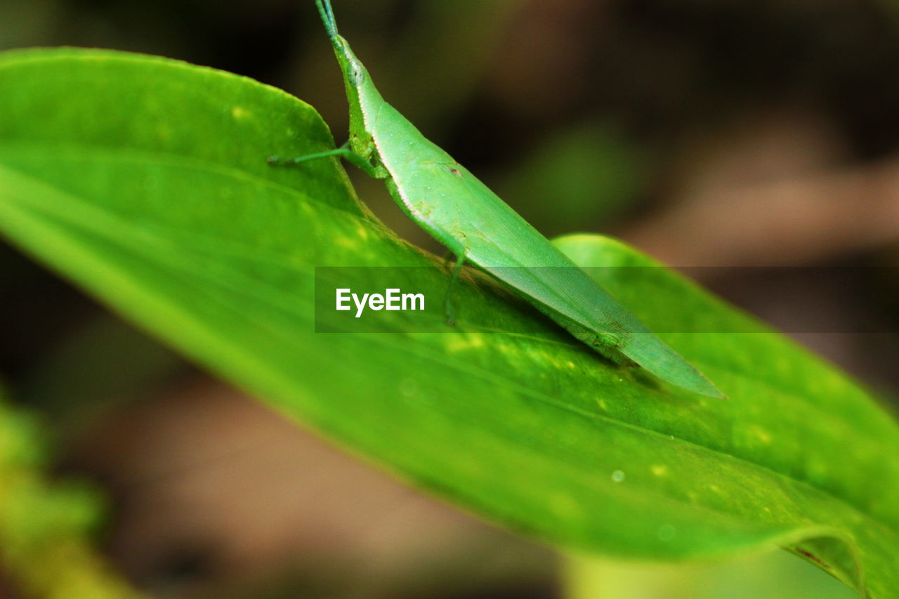 Close-up of insect on leaf