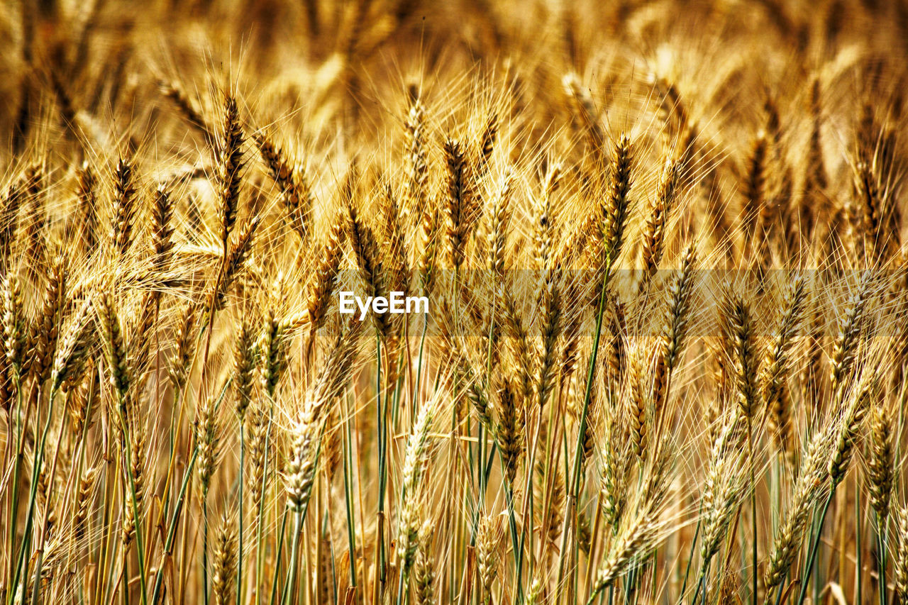 CLOSE-UP OF WHEAT CROPS