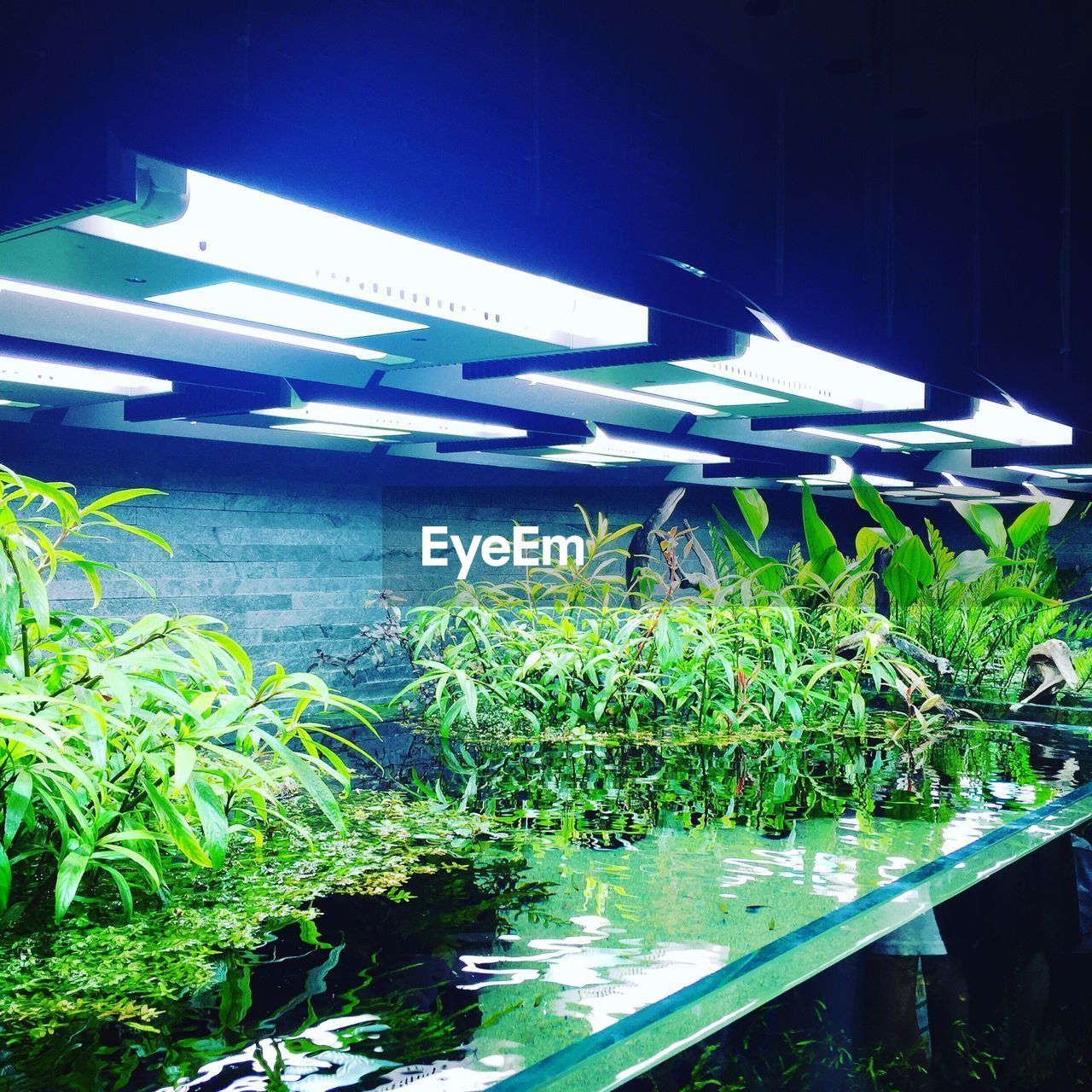 VIEW OF PLANTS IN WATER