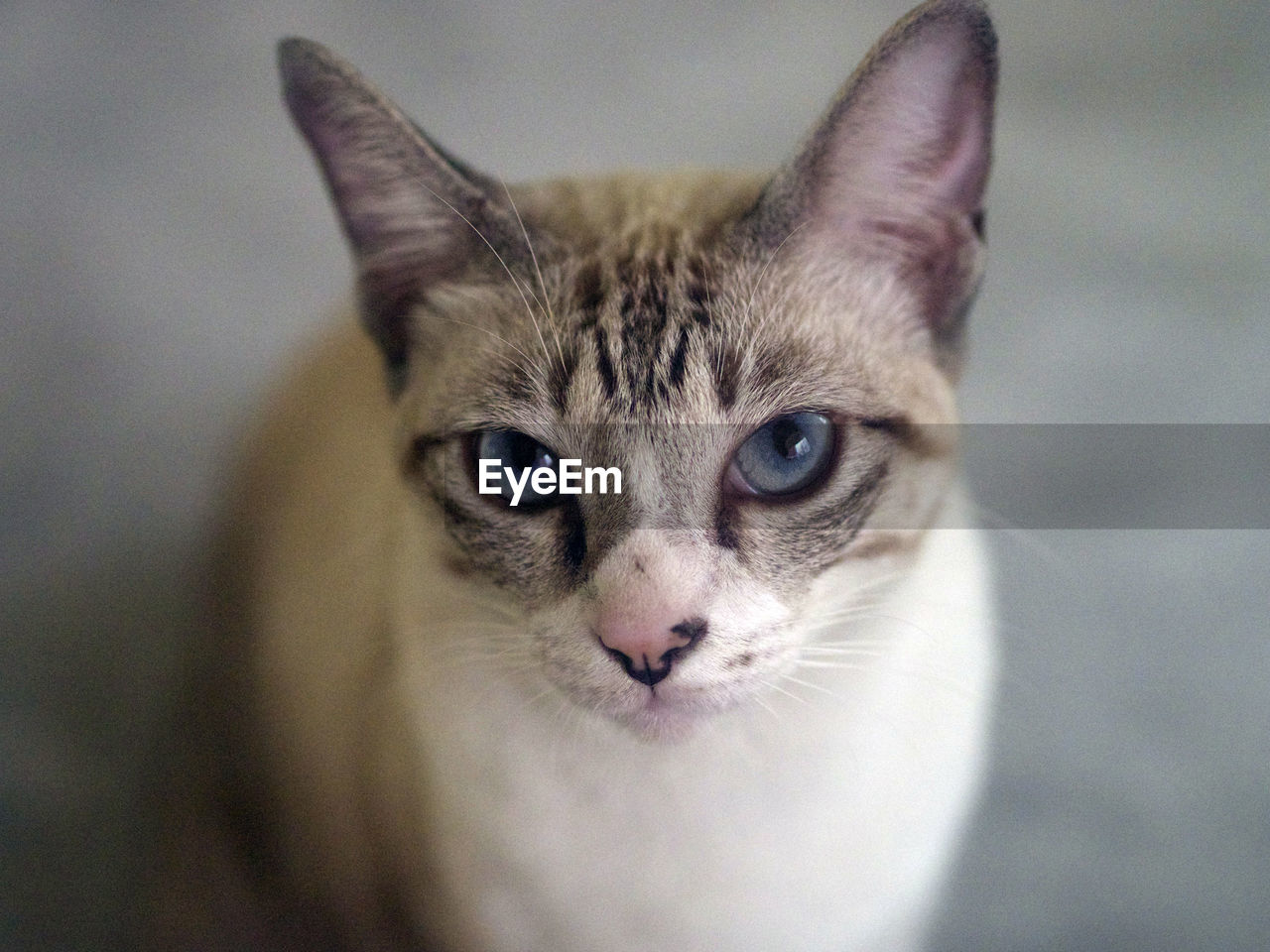Close-up portrait of cat