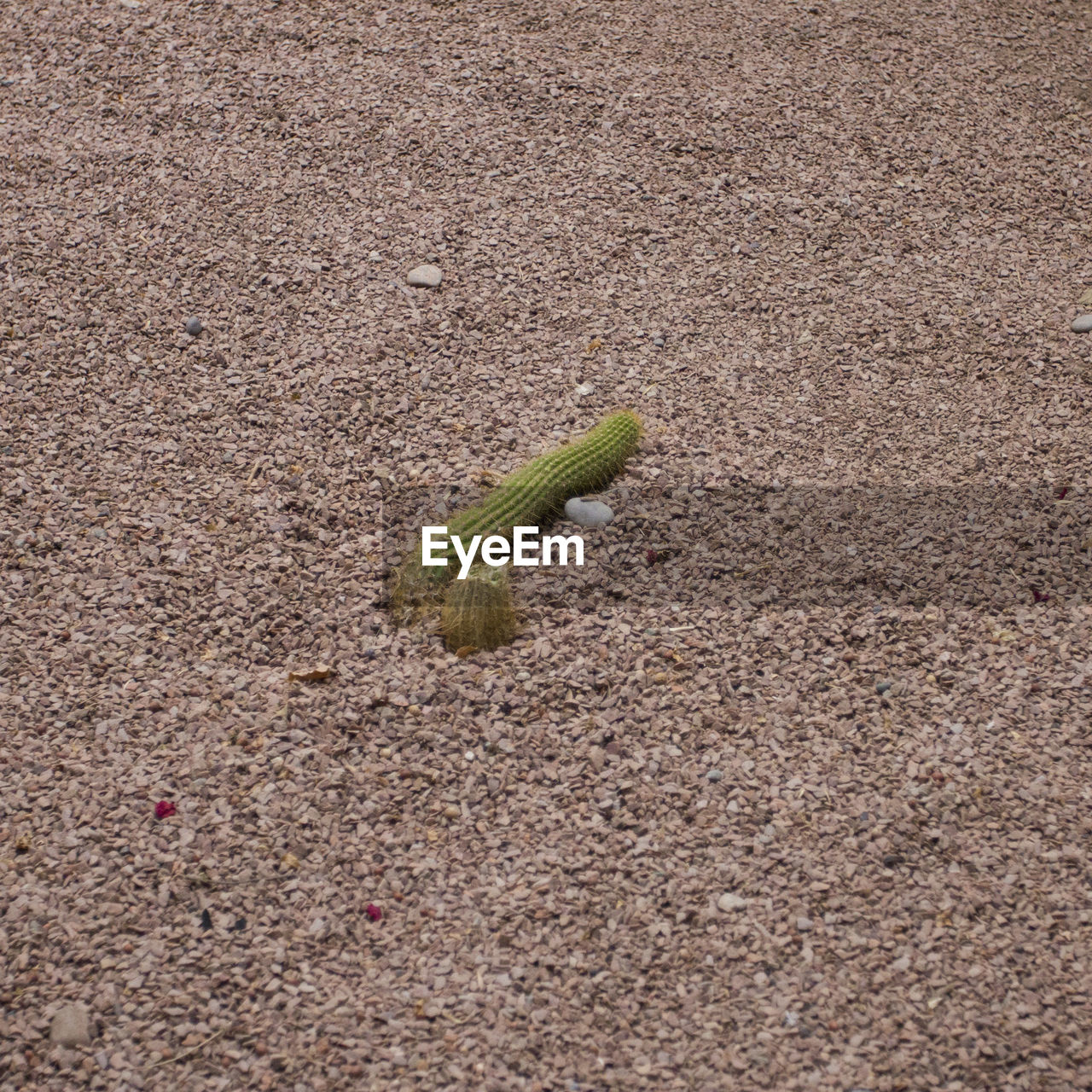 HIGH ANGLE VIEW OF LIZARD ON BEACH