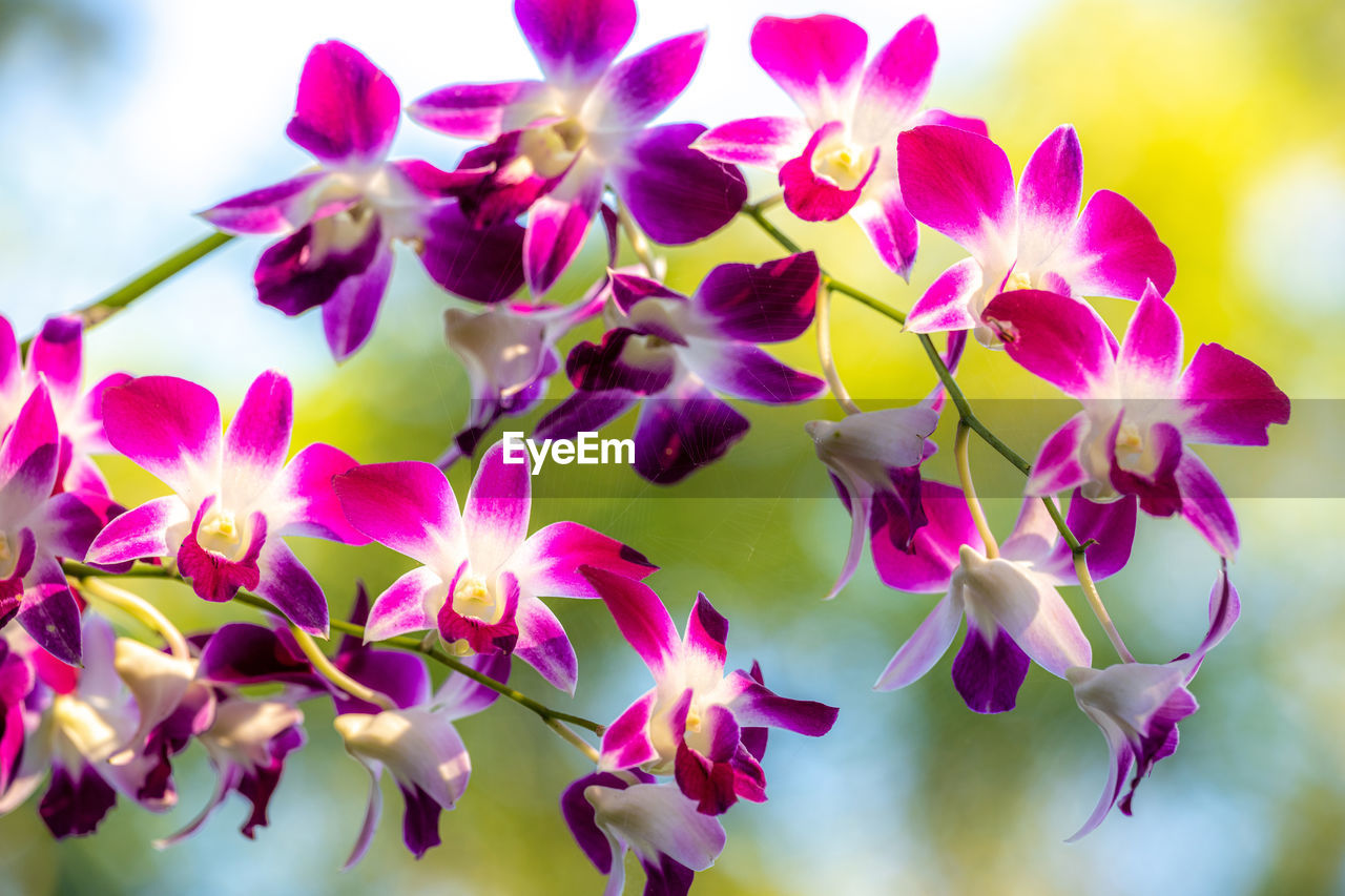 CLOSE-UP OF PINK FLOWERS