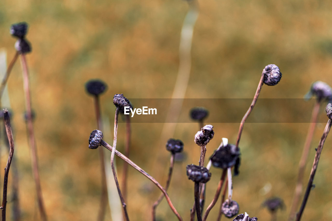 Close-up of berries growing on plant