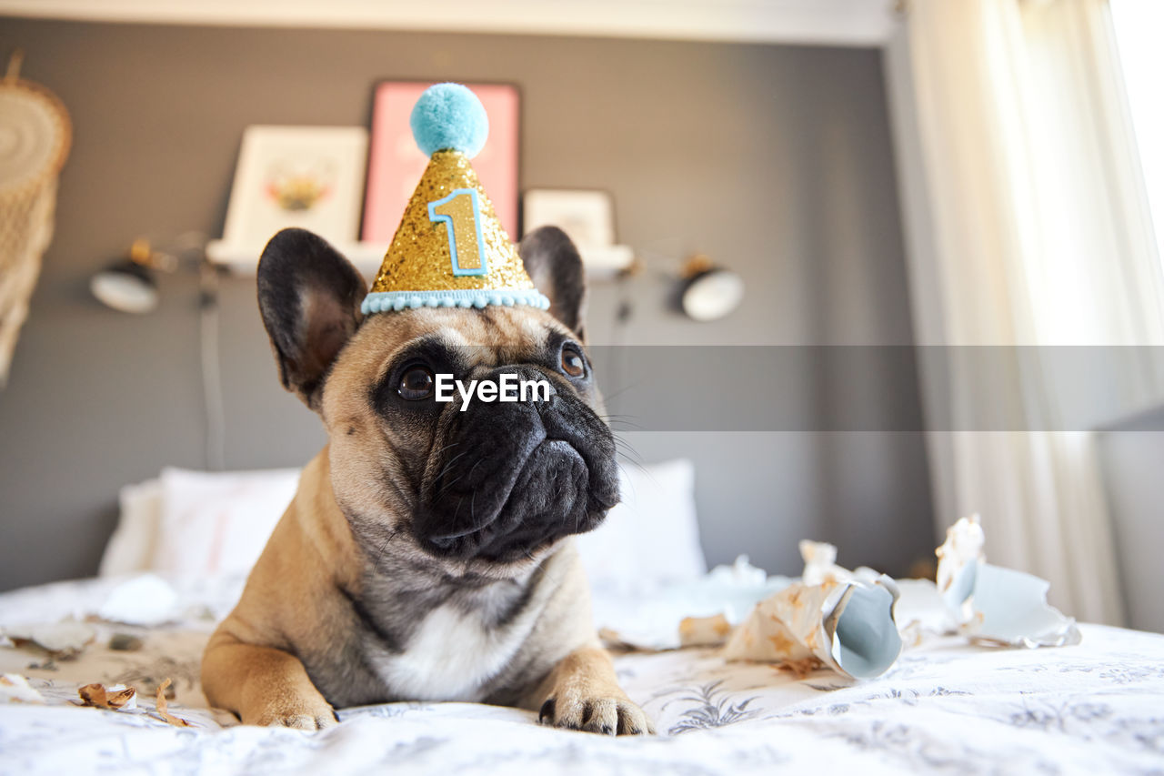 Close-up of dog looking at home