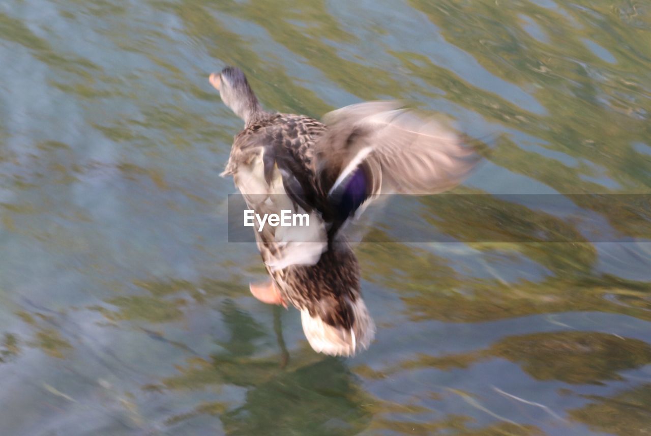 CLOSE-UP OF EAGLE FLYING AGAINST LAKE