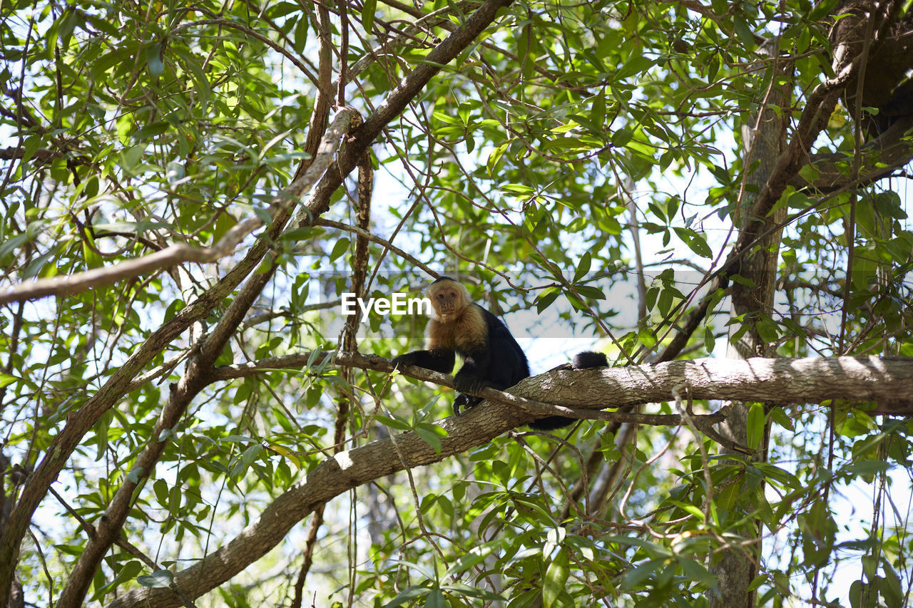 tree, animal, plant, animal themes, animal wildlife, wildlife, branch, jungle, low angle view, nature, rainforest, one animal, mammal, no people, forest, leaf, bird, outdoors, plant part, primate, green, perching, environment, monkey, beauty in nature, land, day