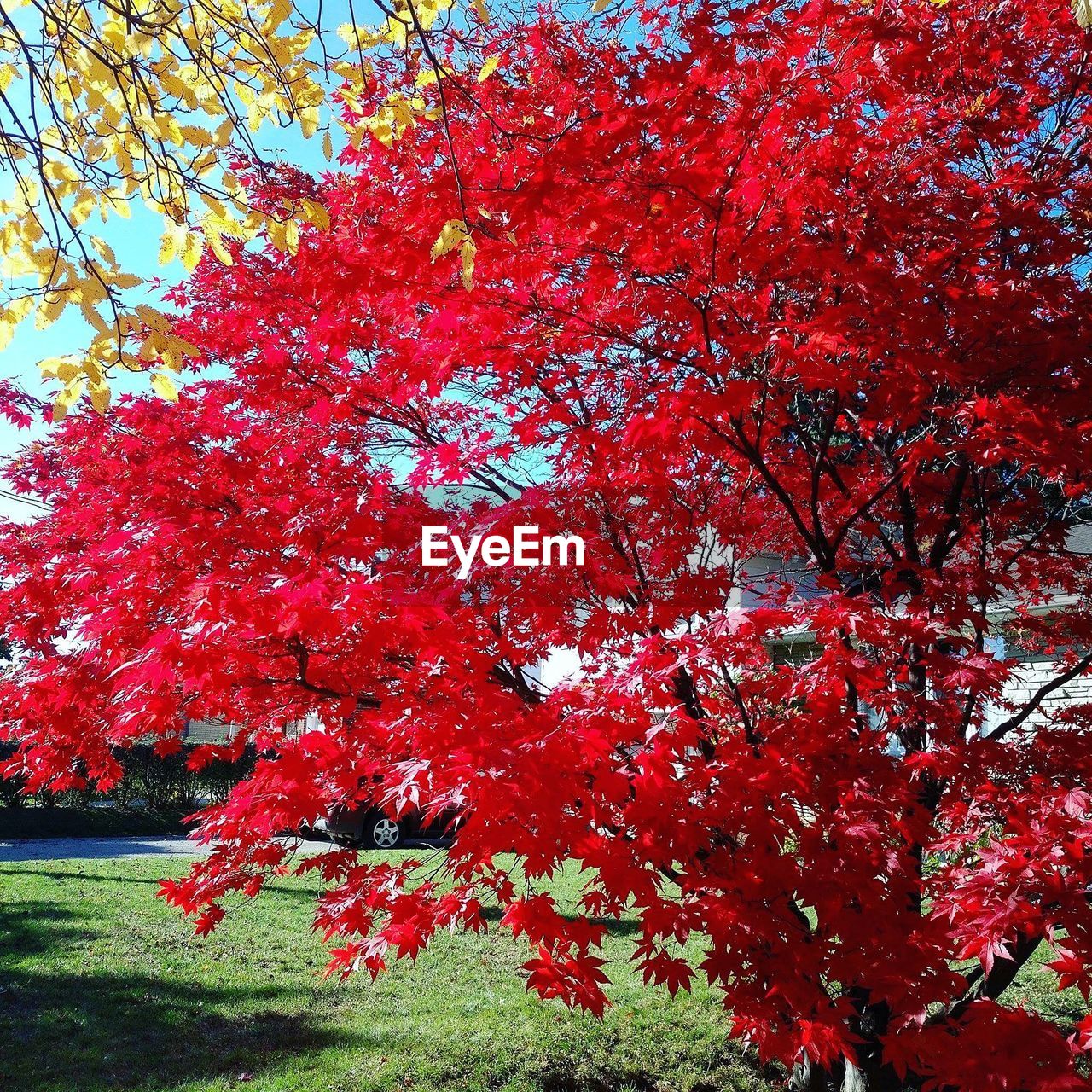 CLOSE-UP OF TREE