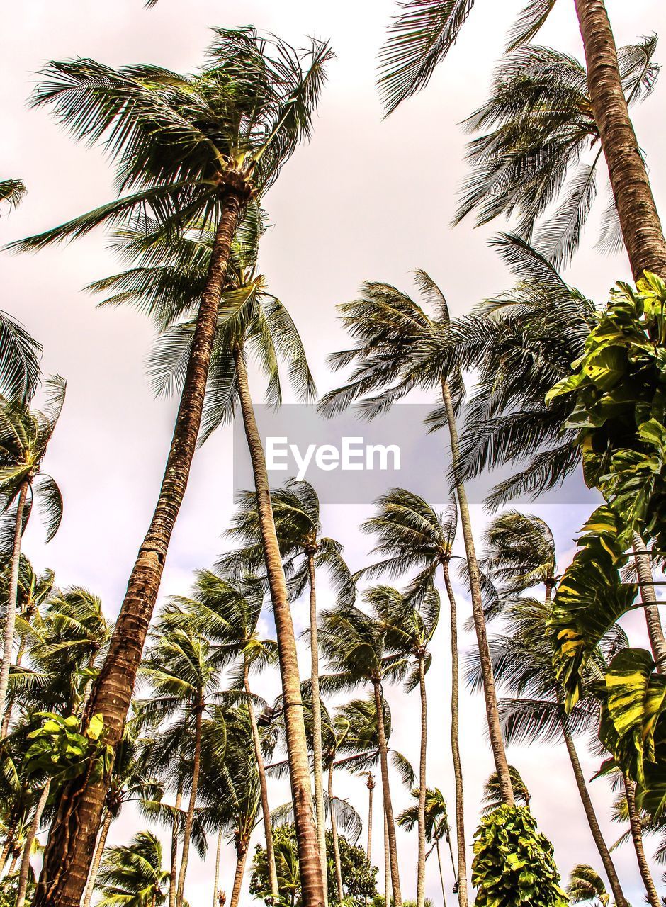 LOW ANGLE VIEW OF PALM TREE AGAINST SKY