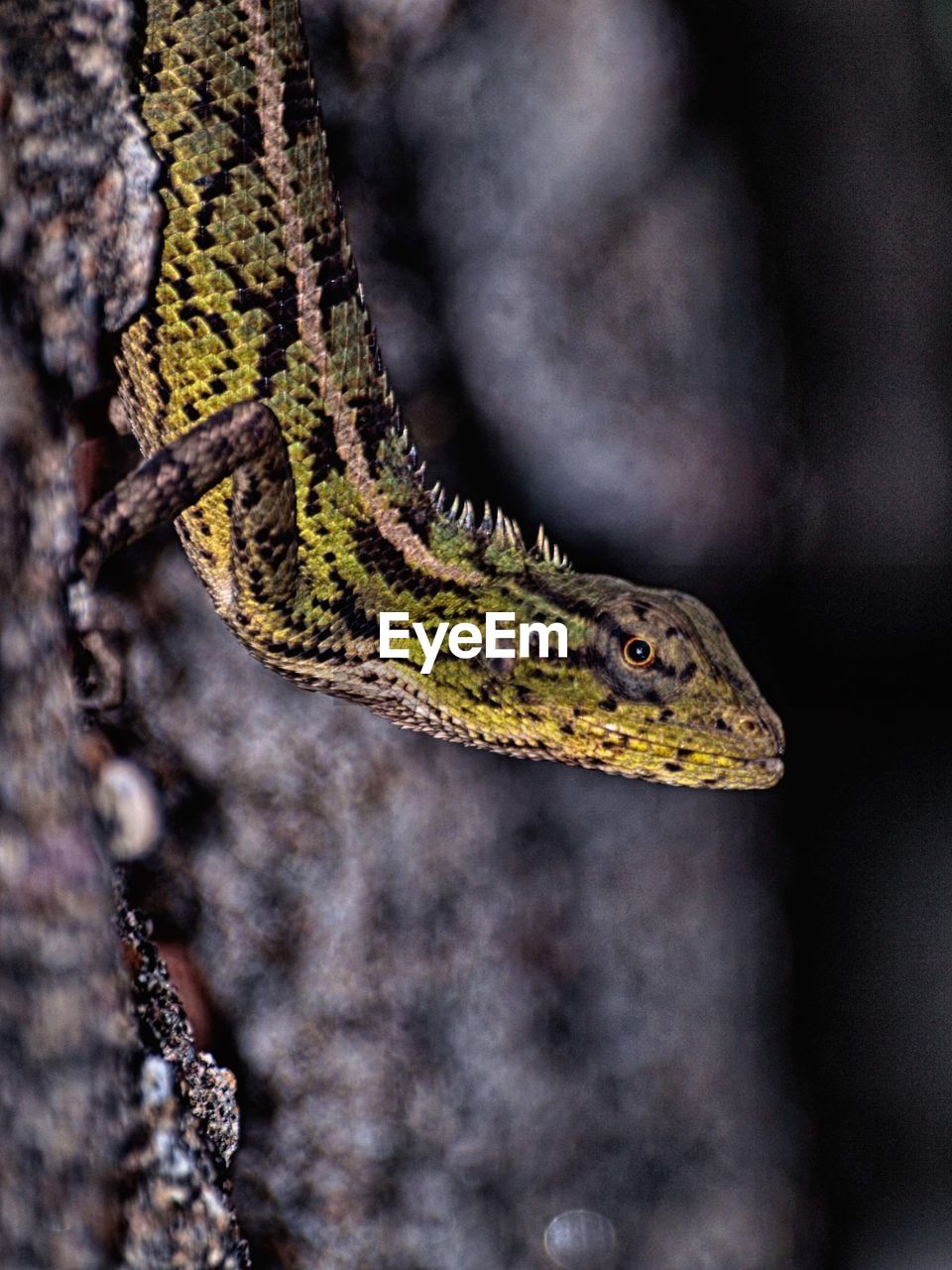 CLOSE-UP OF LIZARD