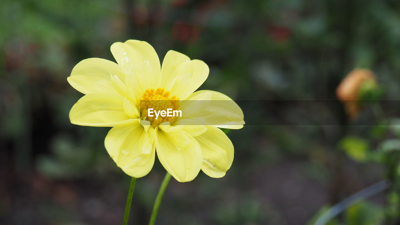 flower, flowering plant, plant, freshness, beauty in nature, yellow, flower head, petal, close-up, inflorescence, fragility, nature, growth, focus on foreground, botany, wildflower, macro photography, no people, outdoors, blossom, springtime, pollen