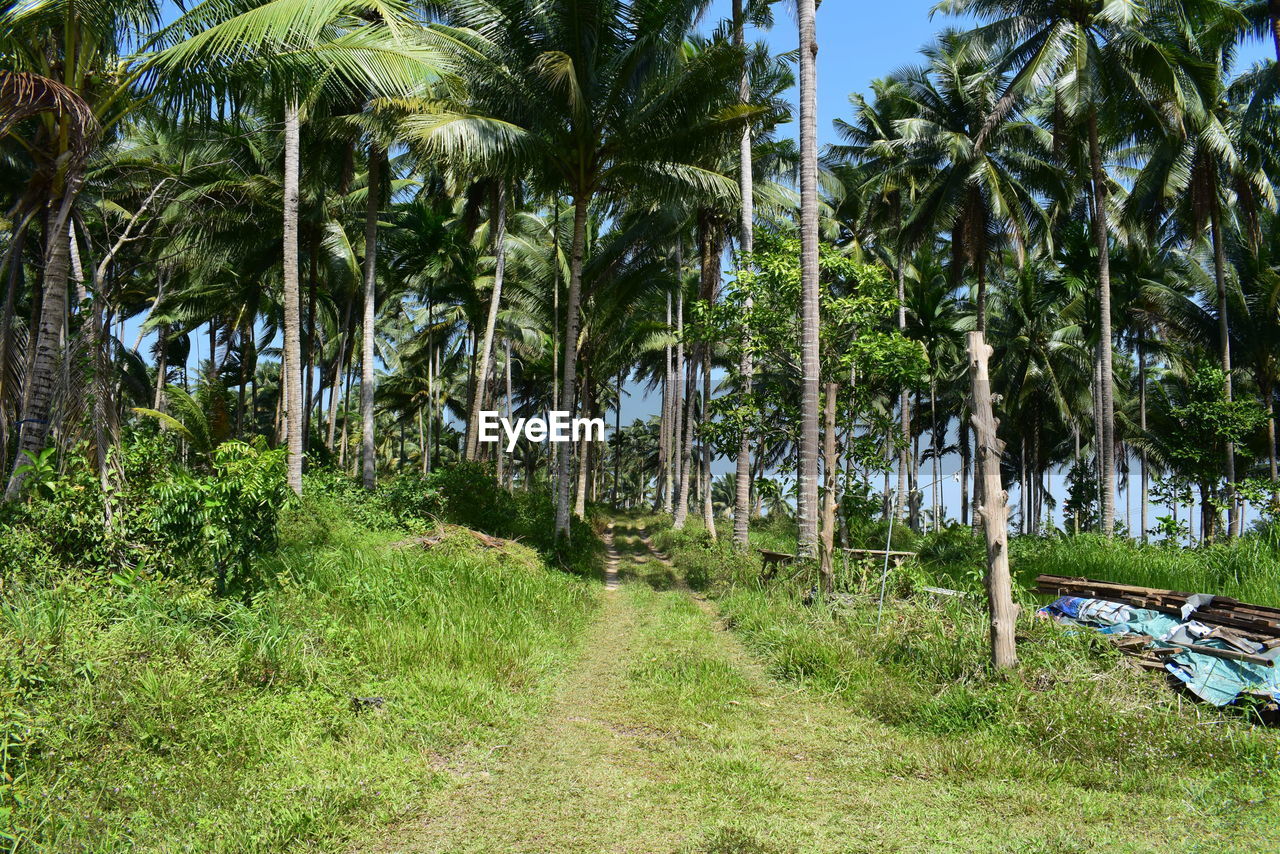 SCENIC VIEW OF PALM TREES ON LANDSCAPE