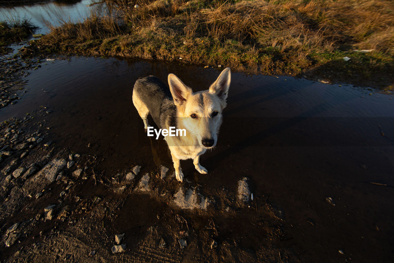 HIGH ANGLE VIEW OF CAT STANDING ON WATER