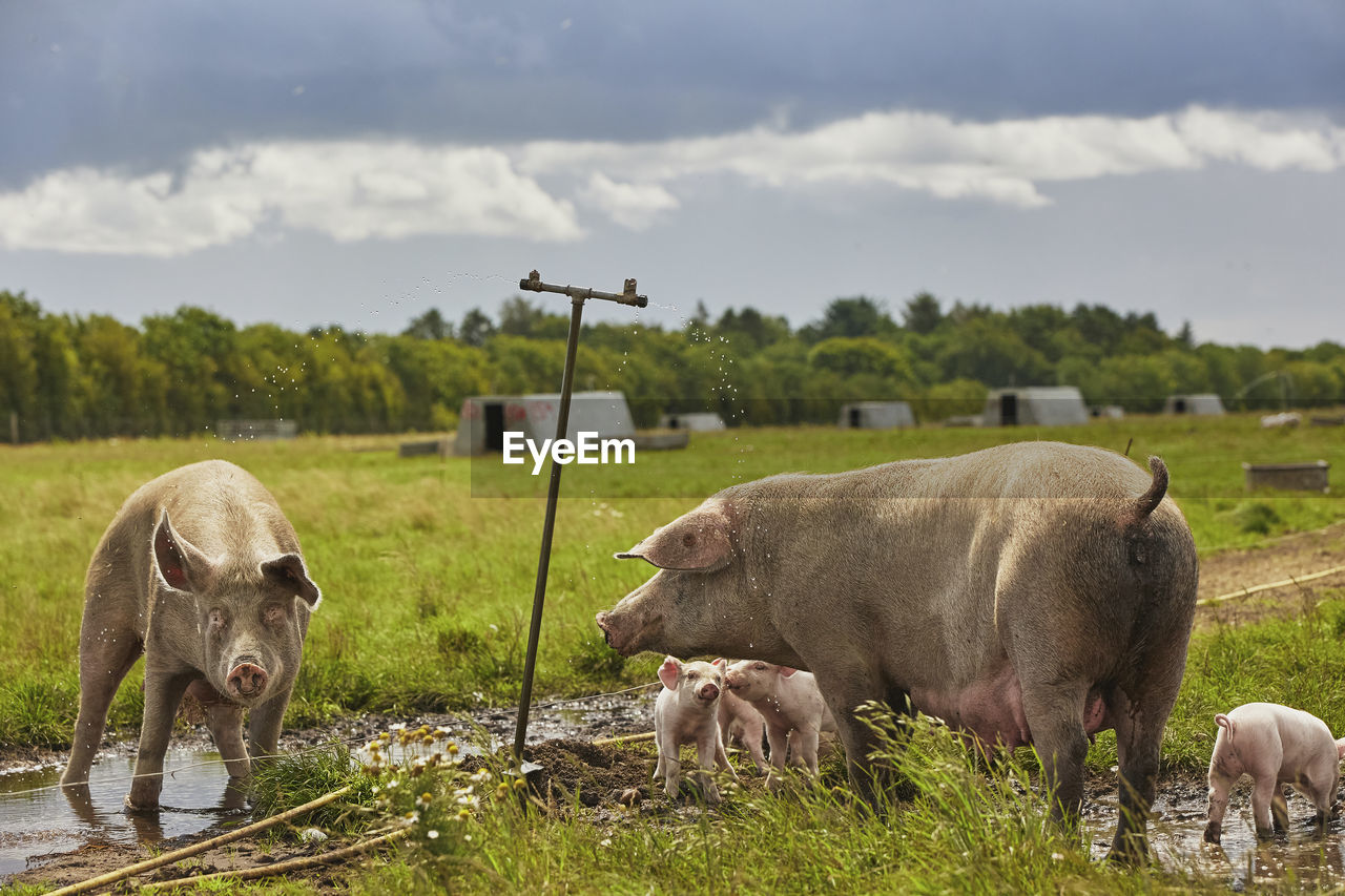 mammal, animal themes, animal, pasture, livestock, group of animals, domestic animals, agriculture, grazing, rural area, nature, plant, farm, wildlife, grass, landscape, herd, cloud, rural scene, meadow, animal wildlife, sky, field, environment, no people, pet, grassland, cattle, sheep, land, young animal, outdoors, american bison, day, plain, food, cow, eating, environmental conservation