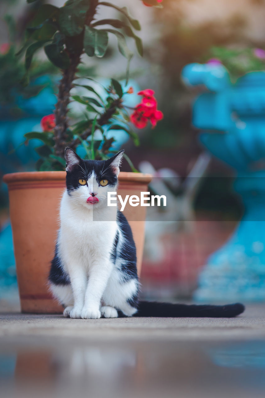 PORTRAIT OF CAT SITTING BY POTTED PLANTS