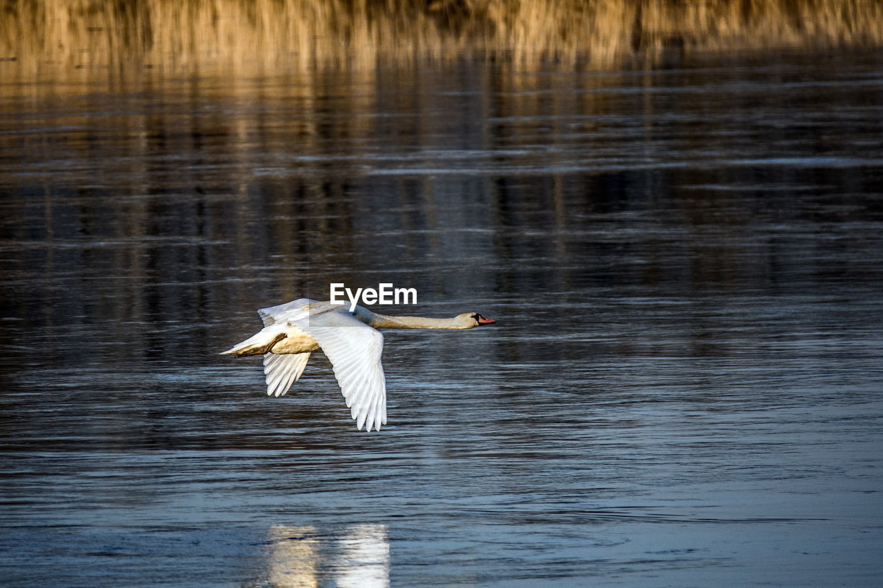 VIEW OF BIRD FLYING OVER LAKE