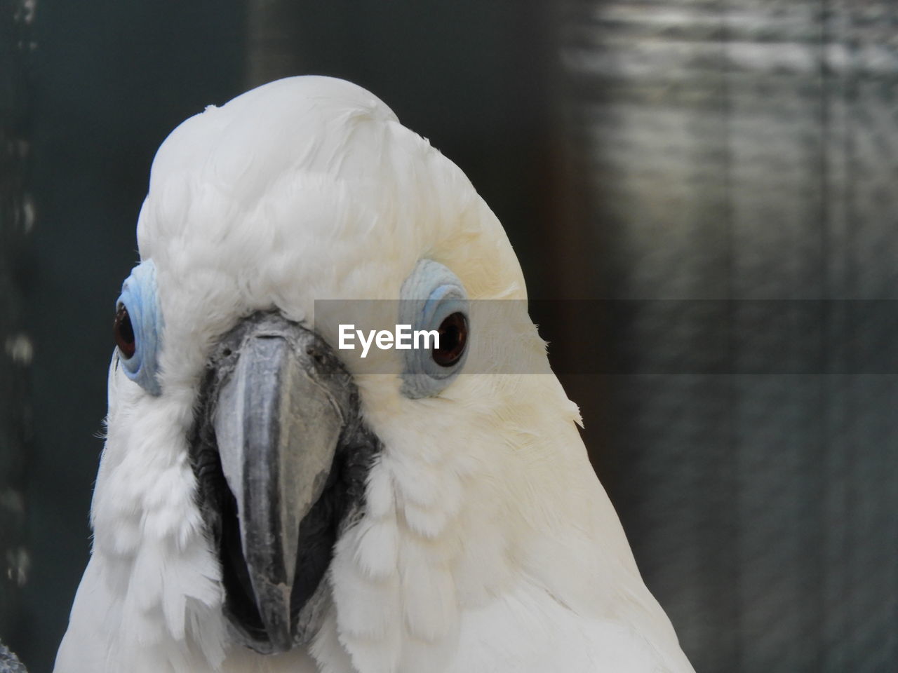 Close-up portrait of cockatoo in cage