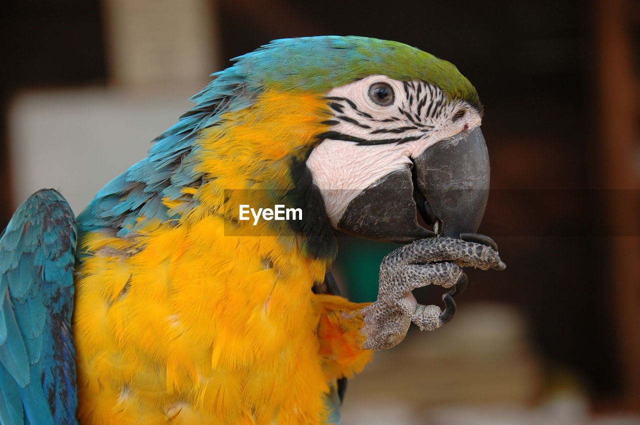 close-up of a parrot