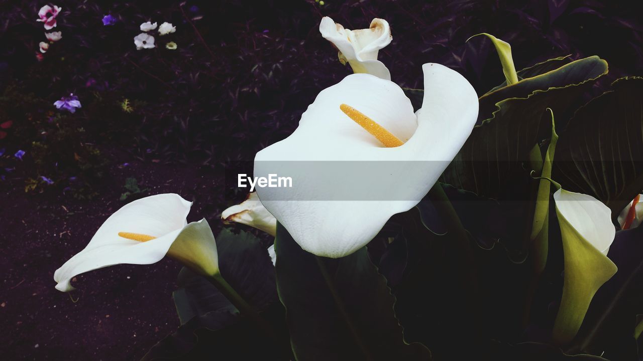 Close up of white flowers