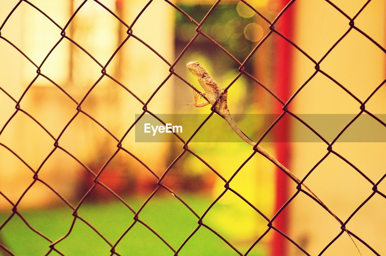 CLOSE-UP OF CHAINLINK FENCE AGAINST BLURRED SKY
