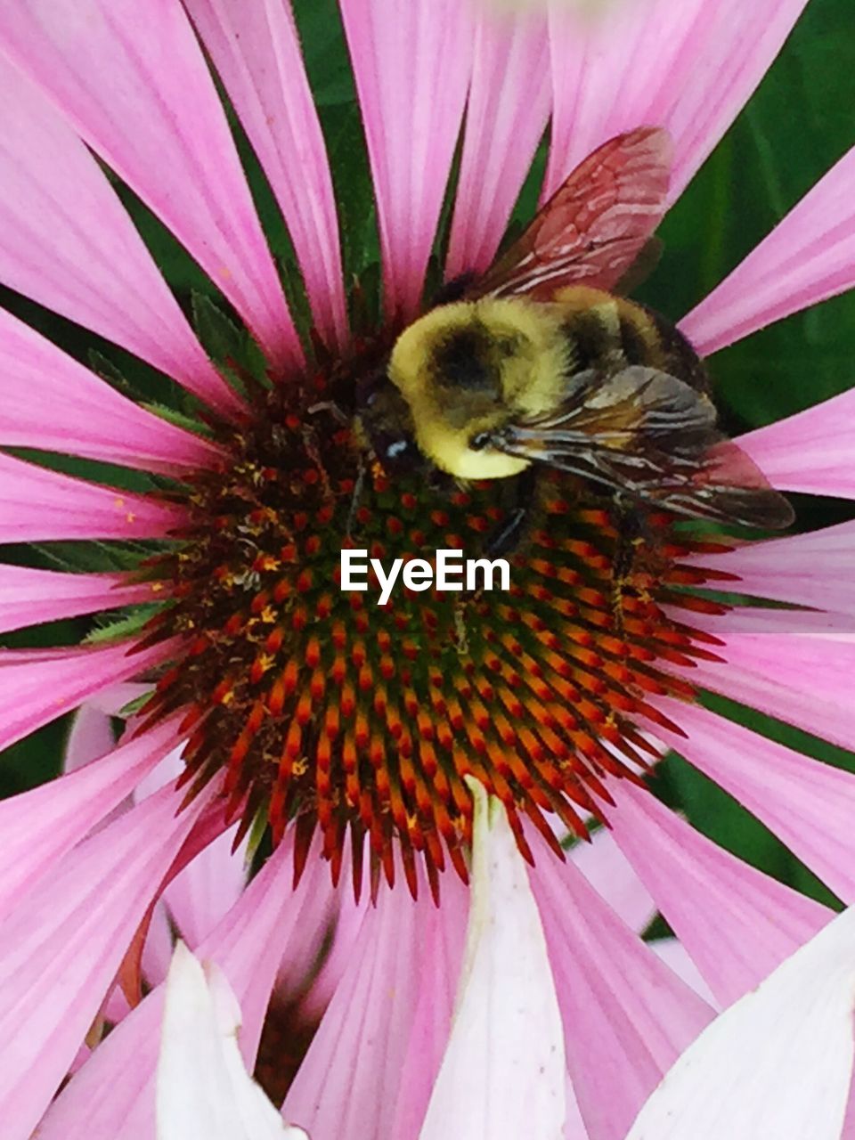 CLOSE-UP OF BEE POLLINATING ON CONEFLOWER