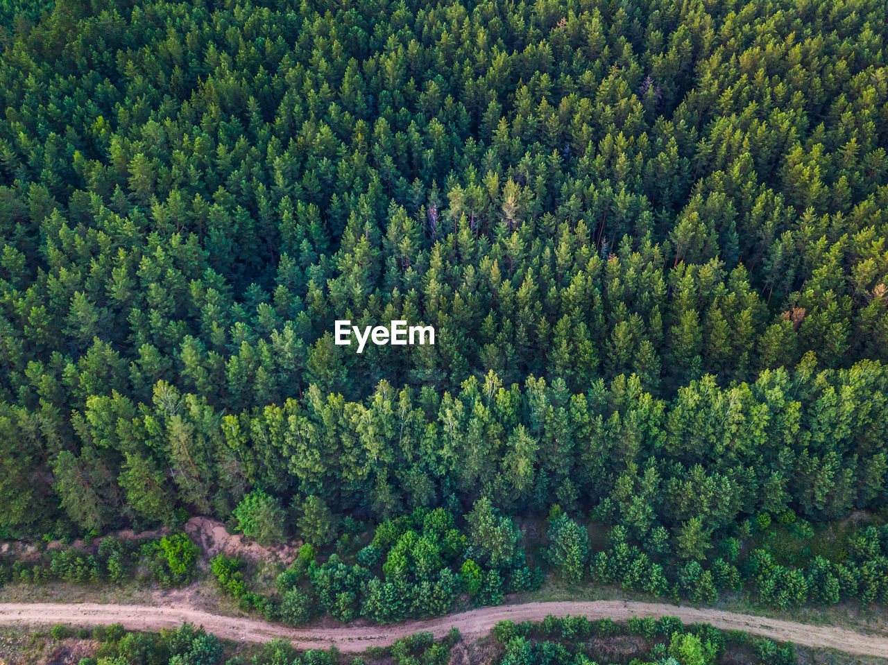 Aerial view of trees in forest