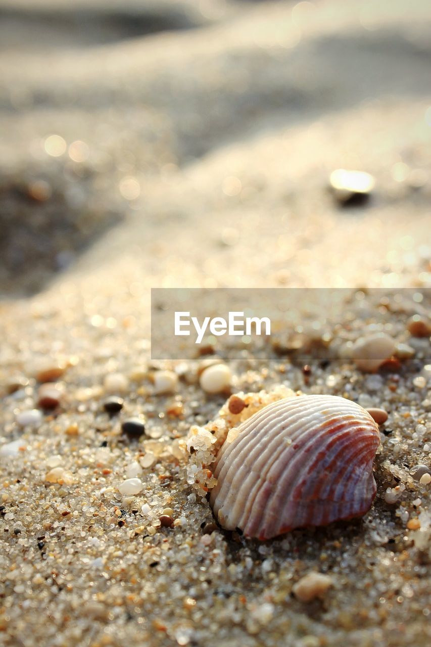 Close-up of shell in sand during sunny day