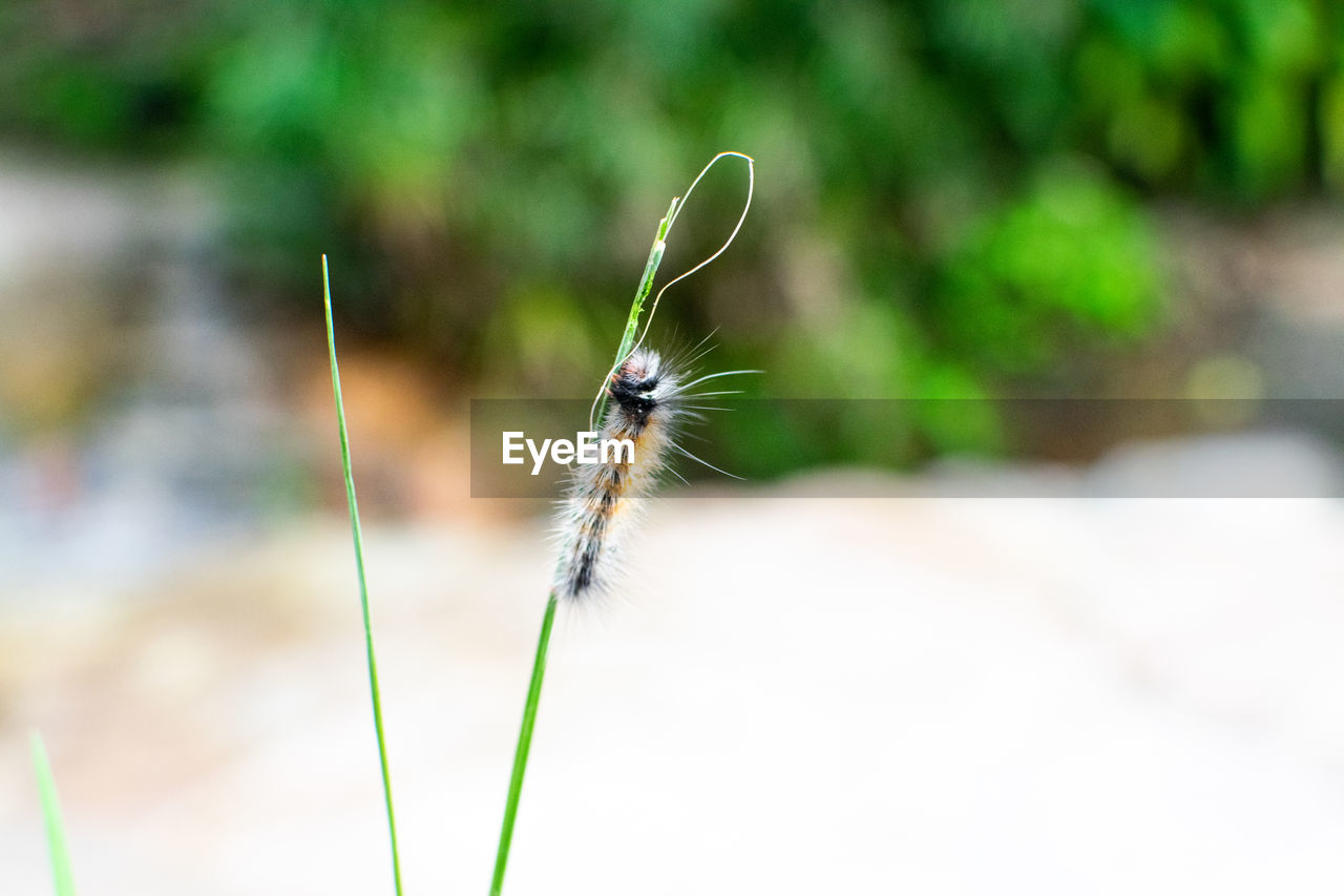 animal, animal themes, insect, one animal, close-up, animal wildlife, green, grass, nature, focus on foreground, plant, wildlife, no people, macro photography, animal body part, beauty in nature, leaf, outdoors, flower, day, animal wing, macro, selective focus, fragility