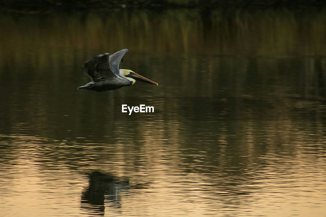 BIRD FLYING ABOVE LAKE