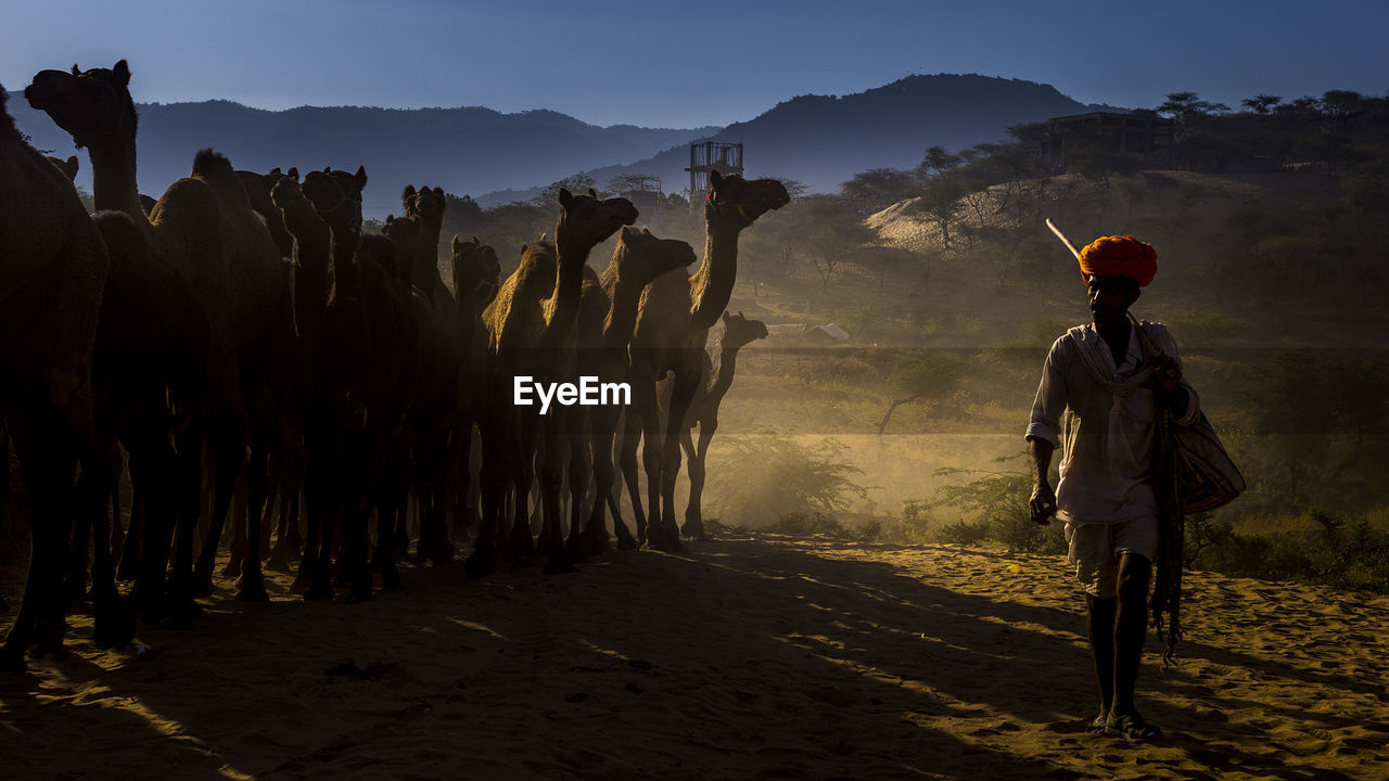 Man walking by camels on sand at desert