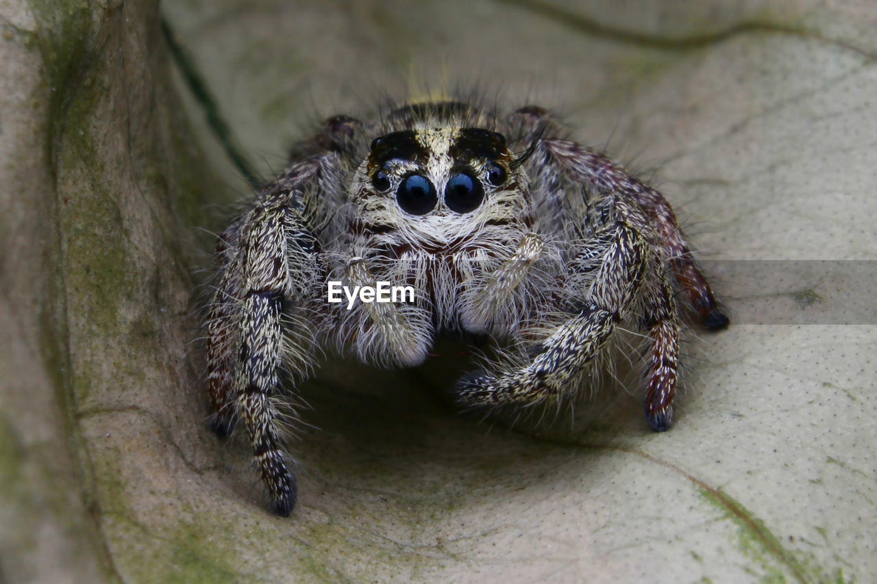 HIGH ANGLE VIEW OF SPIDER ON LEAF