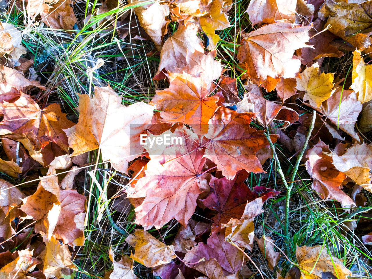 CLOSE-UP OF MAPLE LEAVES FALLEN ON FIELD