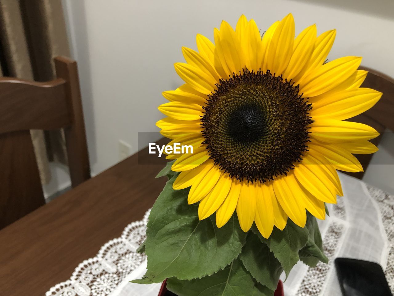 CLOSE-UP OF SUNFLOWER AGAINST YELLOW WALL