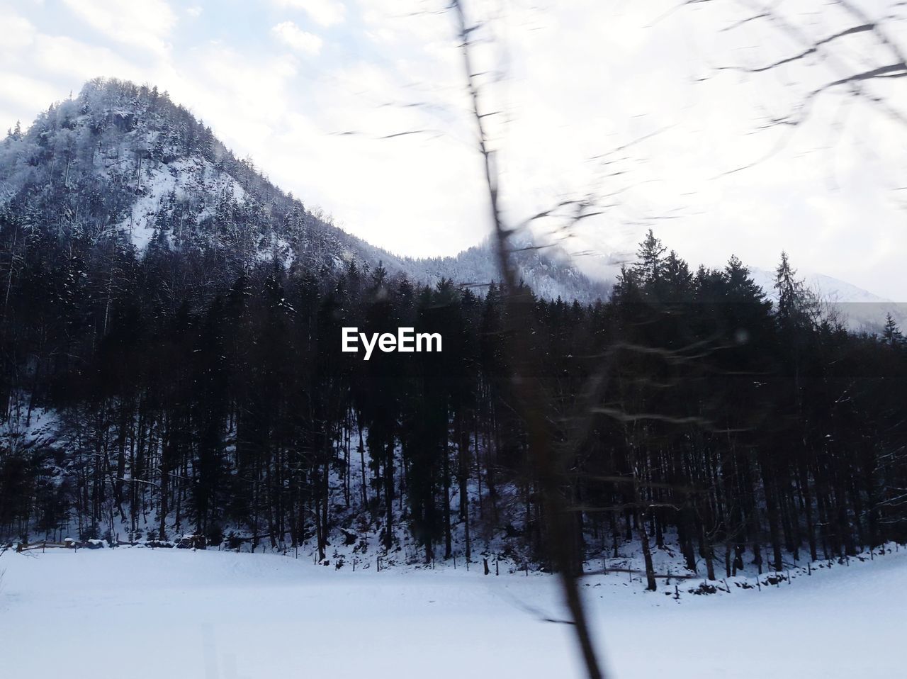 TREES IN SNOW COVERED LANDSCAPE