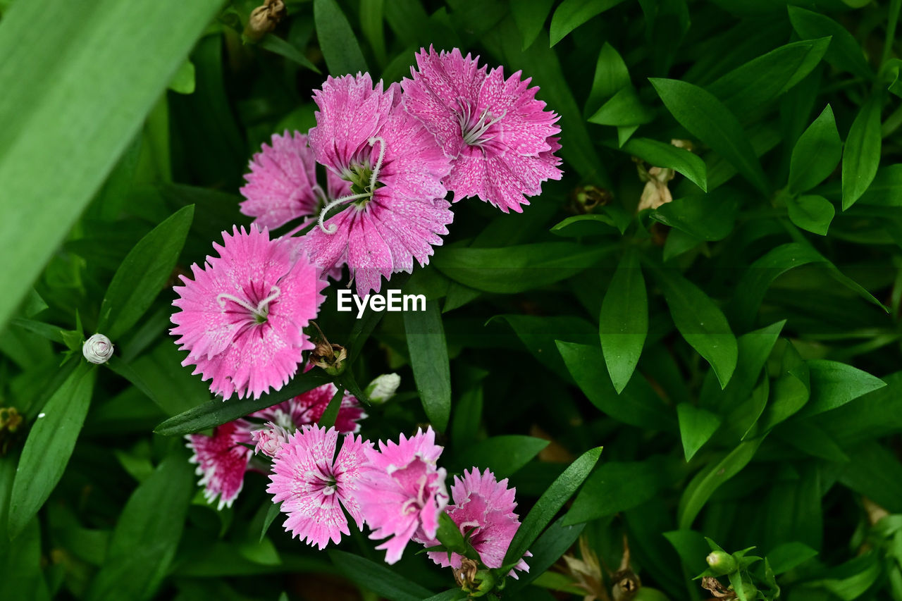 flower, plant, flowering plant, plant part, leaf, beauty in nature, freshness, pink, nature, green, close-up, growth, petal, flower head, inflorescence, fragility, no people, outdoors, botany, wildflower, animal wildlife, day, grass, high angle view