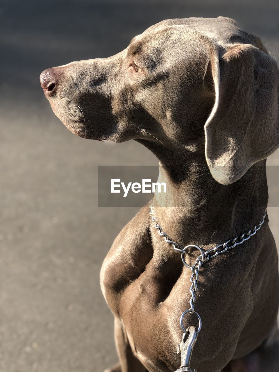 Close-up of a dog looking away