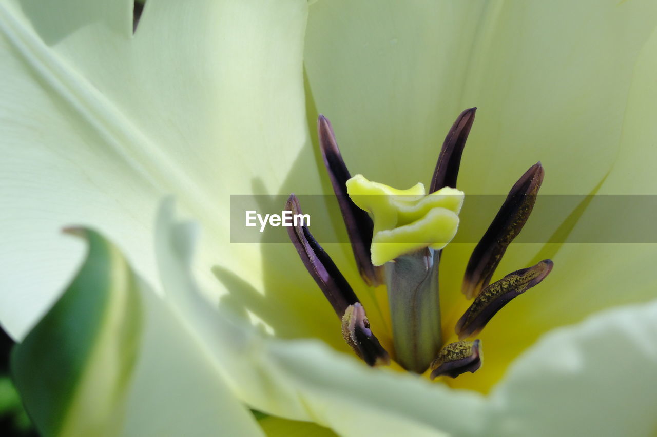 Macro shot of white tulip