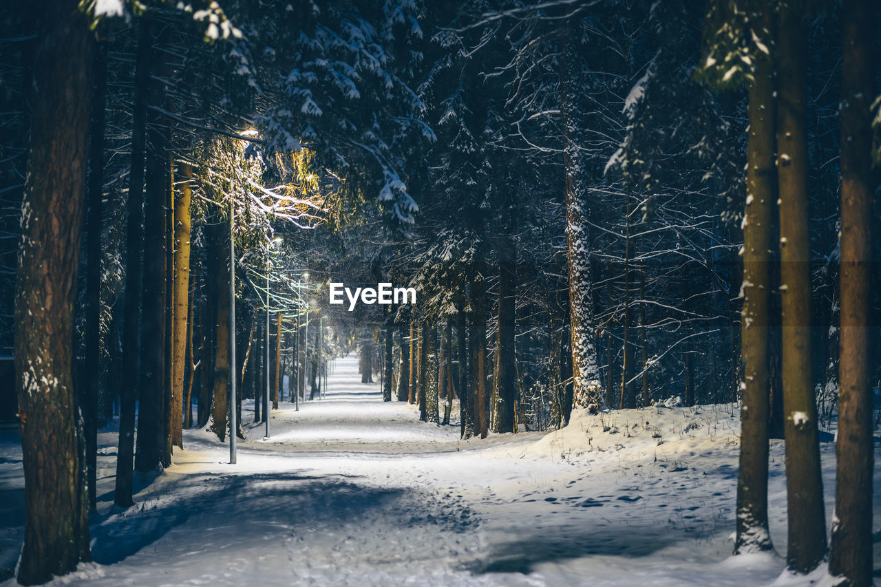 Trees on snow covered field during winter