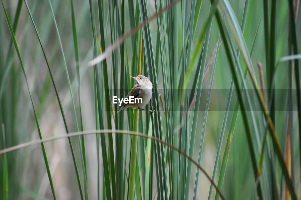 DUCK IN A GRASS