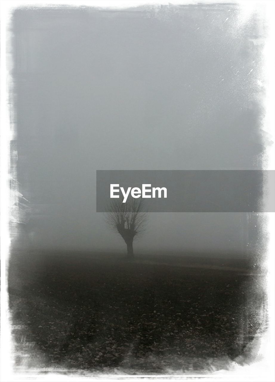 BARE TREE ON FOG