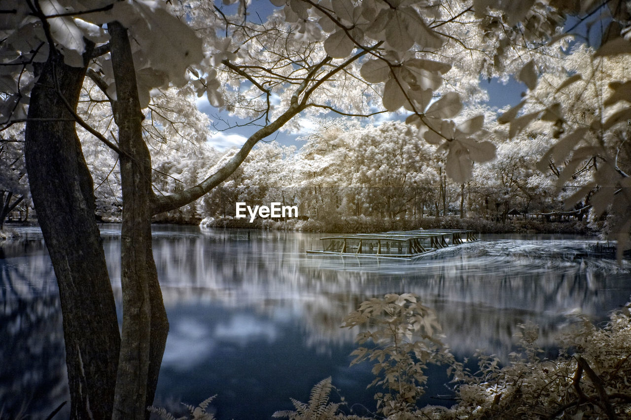 Reflection of trees in water