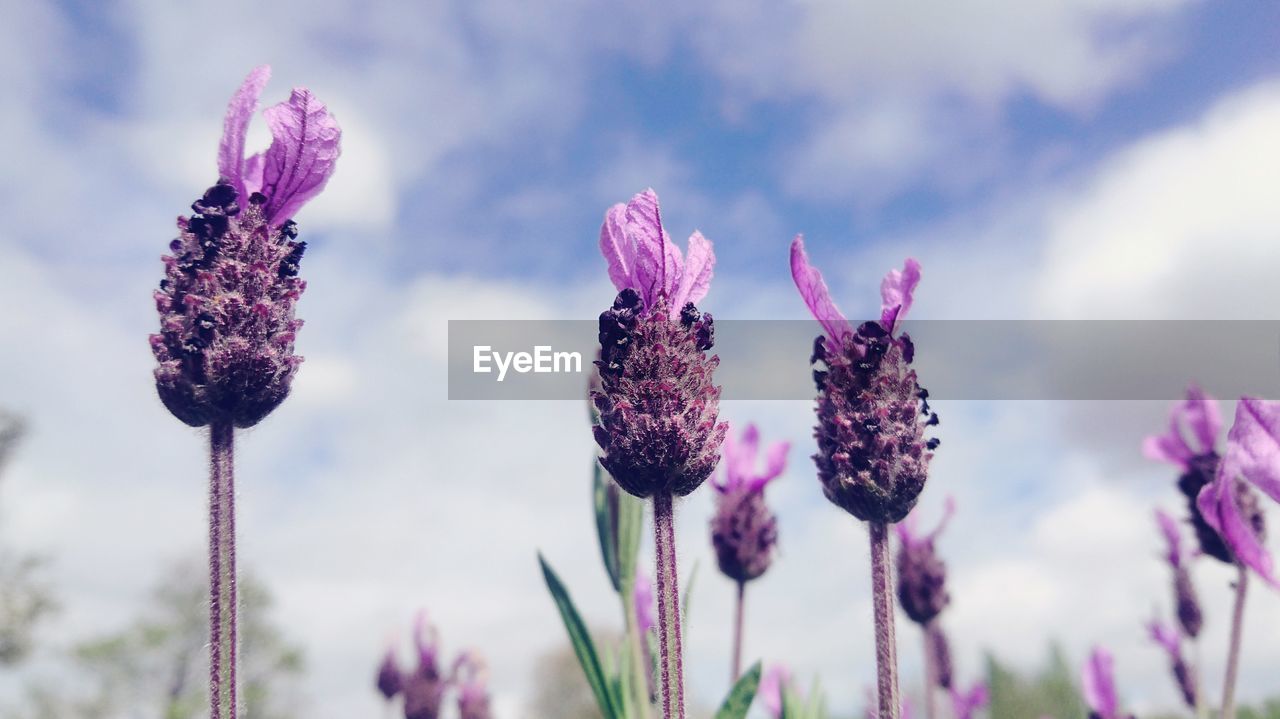 Close-up of thistle blooming against sky