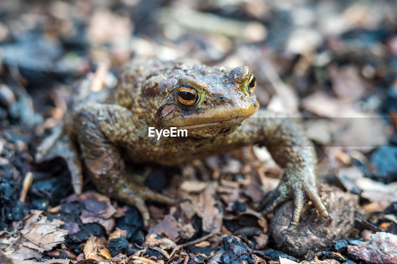 Forest toad. a frog in the woods. amphibian jumping through the woods. the toad moves to the lake.