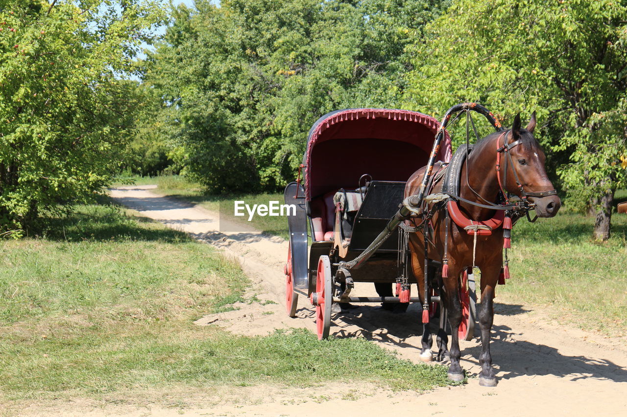 HORSE CART ON DIRT ROAD