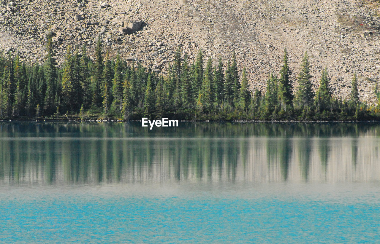 VIEW OF TREES BY LAKE