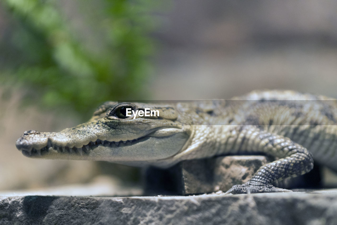 CLOSE-UP OF LIZARD ON ROCK