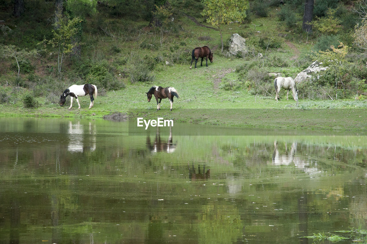 Horses on grassy field by lake