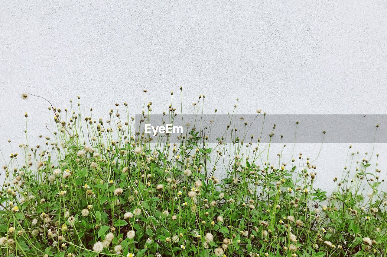 CLOSE-UP OF FLOWERS GROWING IN FIELD