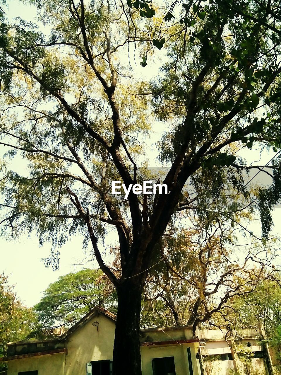 LOW ANGLE VIEW OF TREES AGAINST SKY